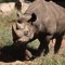 Næsehorn i Burma