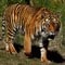 Tiger i Indien